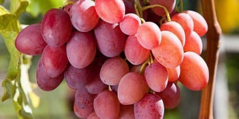 Jedinstvene karakteristike ružičaste sorte grožđa anyuta